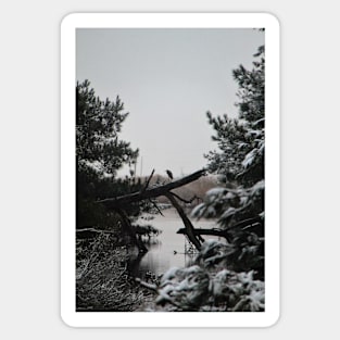 Snowy Heron Perched on Log - Assateague, VA Sticker